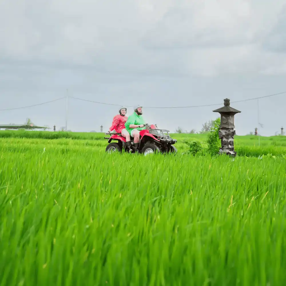 Rice Fields
